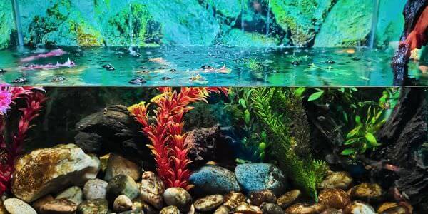 Aquarium mit Korallen und bunten Fischen – Aquarium-Umzug Calw