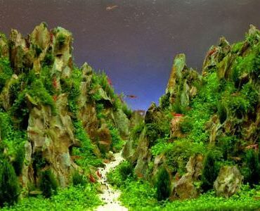 Aquarium-Umzug Calw: Aquarium mit Felslandschaft und Pflanzen