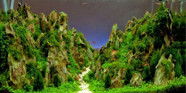 Aquarium mit Felslandschaft und Pflanzen – Umzug mit Aquarium in Calw