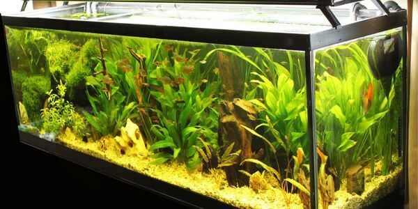 Aquarium-Umzug Calw: Längliches Aquarium mit grünen Wasserpflanzen