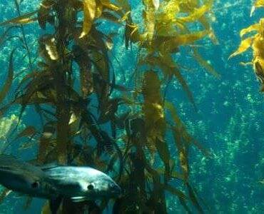 Unterwasserlandschaft mit Algenwald und Fisch – Umzug mit Aquarium in Calw
