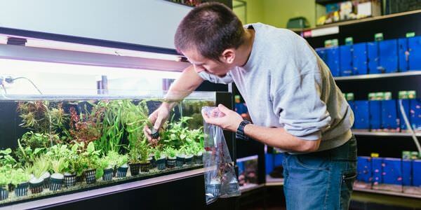 Mann versorgt Aquarienpflanzen vor einem Aquarienregal – Umzug mit Aquarium in Calw